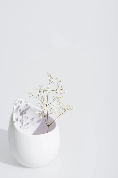 Ramo com flores florescendo em vaso no fundo branco — Fotografia de Stock