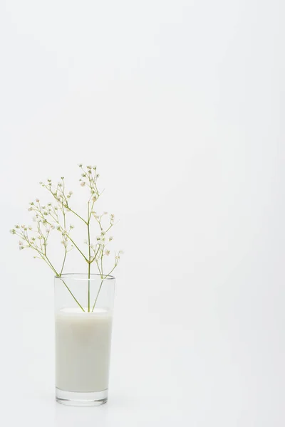 Branch with blooming flowers in glass with milk isolated on white — Stock Photo