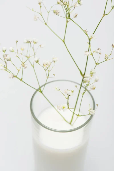 Verschwommene Zweig mit blühenden Blumen im Glas mit Milch isoliert auf weiß — Stockfoto