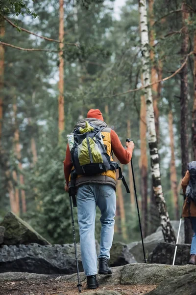 Rückansicht eines Mannes, der mit Wanderstöcken in der Nähe einer Frau im Wald spaziert — Stockfoto
