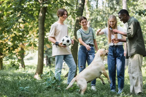 Adolescenti multietnici con pallone da calcio, smartphone e bastone in piedi vicino a retriever nel parco — Foto stock