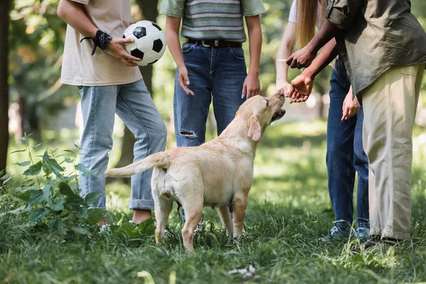 Vista recortada de adolescentes interracial con pelota de fútbol de pie cerca de retriever en la hierba - foto de stock