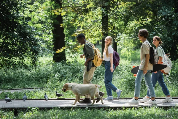 Positivos amigos adolescentes multiétnicos con retriever caminando en el parque - foto de stock