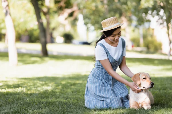 Young asian woman stroking yellow labrador on lawn in park — Stock Photo
