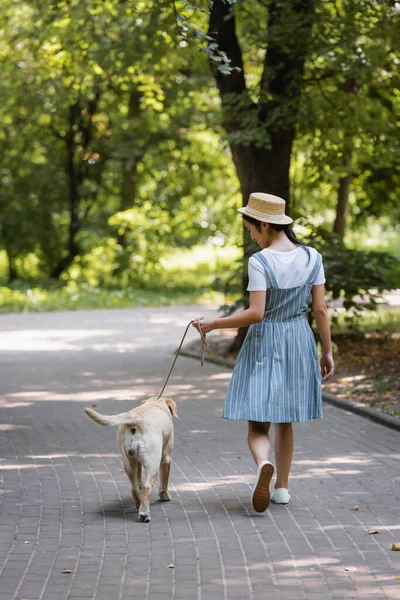 Visão traseira da mulher em vestido listrado andando no parque com labrador amarelo na trela — Fotografia de Stock