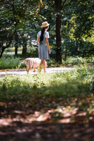 Visão traseira da mulher em vestido listrado andando com o cão no parque em primeiro plano borrado — Fotografia de Stock