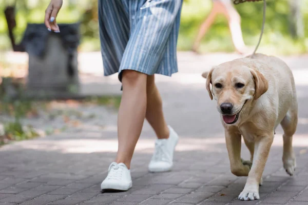 Vista parziale di giovane donna che cammina con labrador giallo nel parco — Foto stock