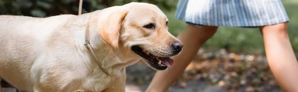 Vista parcial de la mujer caminando con labrador amarillo, bandera - foto de stock