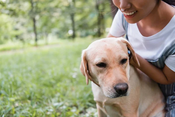 Обрезанный вид молодой женщины, улыбающейся рядом с собакой-лабрадором в парке — стоковое фото