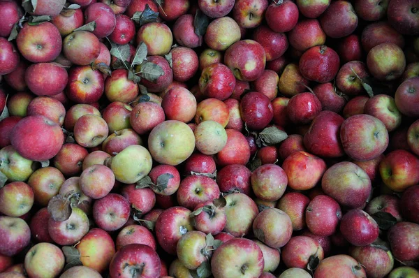 Manzanas Rojas Una Caja Para Venta Comercio Frutas Fotos De Stock