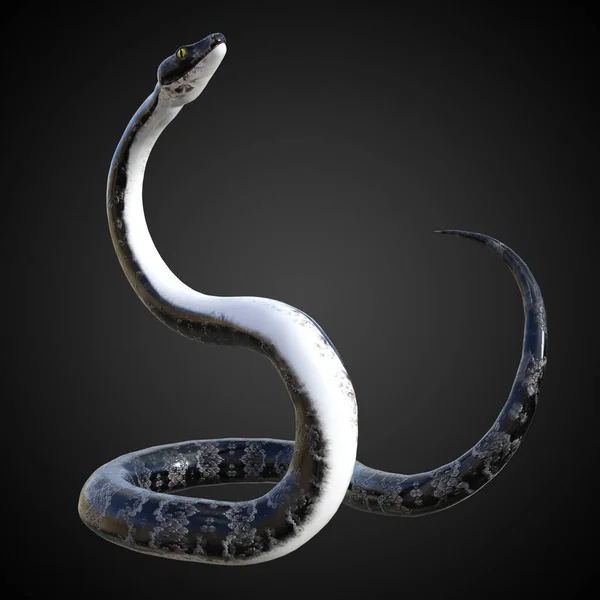 Αποτύπωση Εικονογράφηση Του Μαύρου Φολιδωτό Φίδι Μακριά Ουρά Κουλουριασμένη Γύρω — Φωτογραφία Αρχείου