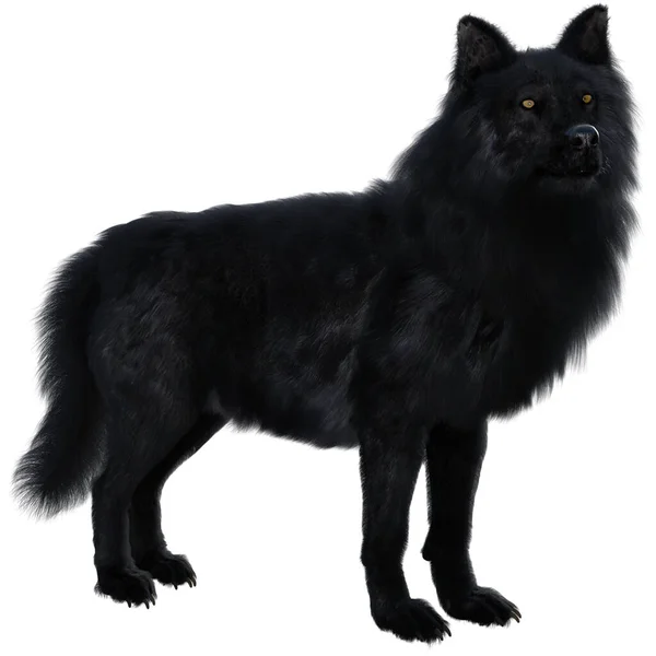 白い背景を背景に 長い毛皮と黄色の目で隔離された黒ふわふわのオオカミの3Dレンダリングイラスト — ストック写真
