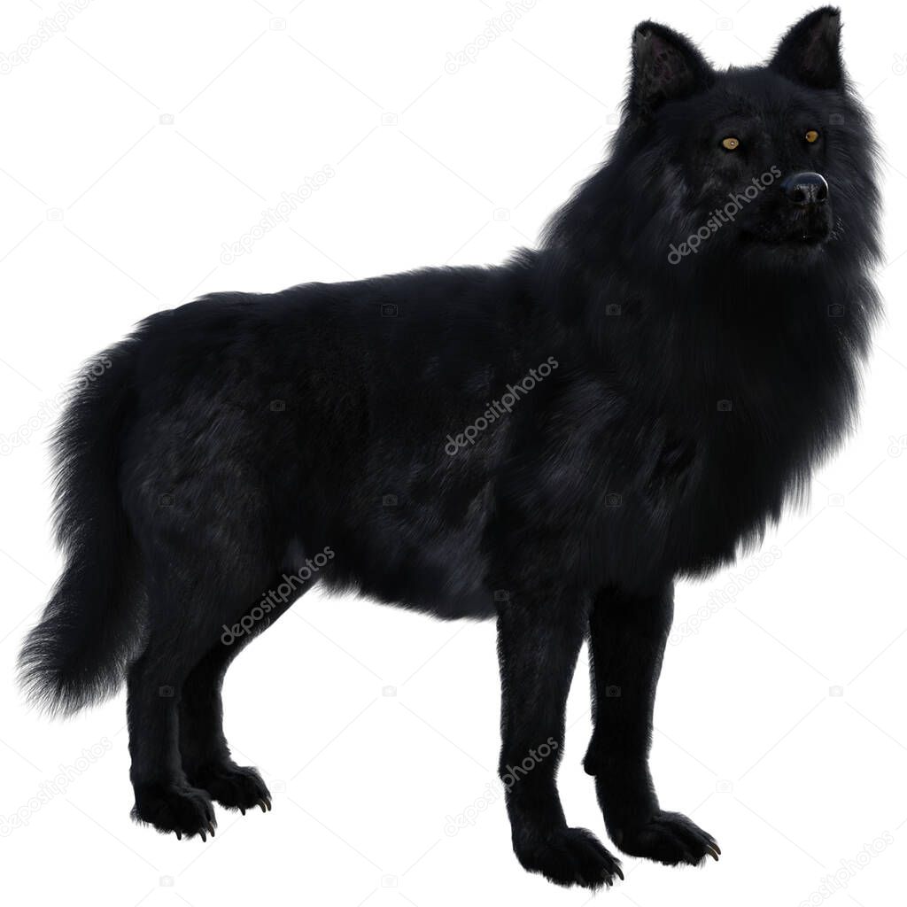 3D Rendering Illustration of Black Fluffy Wolf With Long Fur and Yellow Eyes Isolated Against White Background