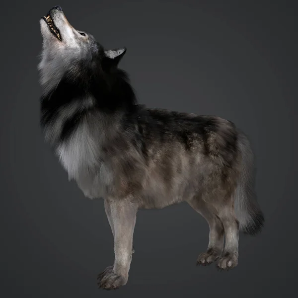 Rendering Illustration Timber Fantasy Wolf Dog Howling Isolated Dark Background — Stock Photo, Image