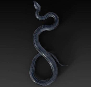 Siyah Kaygan Yılanın Üç Boyutlu Görünümü Kendini İzole Edilmiş Karanlık Arkaplanda