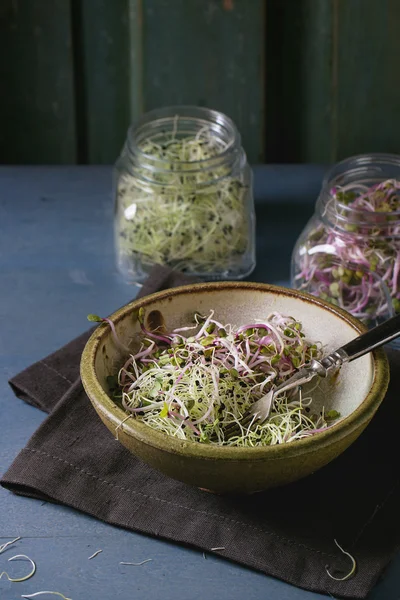 Салат из свежих ростков — стоковое фото