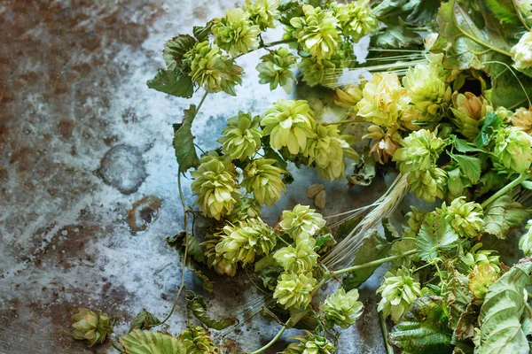 Grüner Hopfen und Ähren von Gerste — Stockfoto