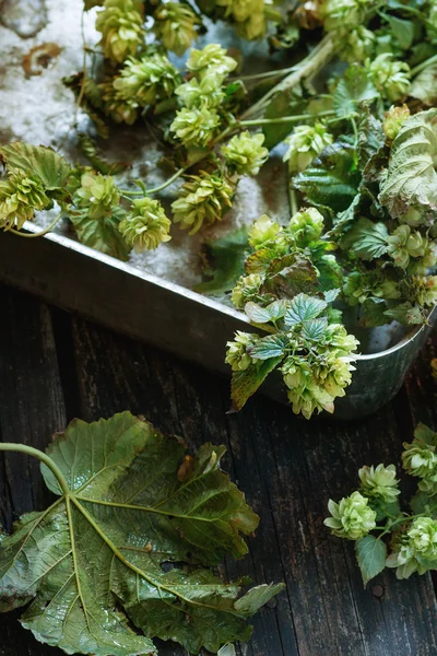 Groene hop takken — Stockfoto