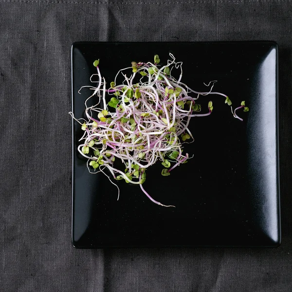 Fresh  Radish Sprouts — Stock Photo, Image