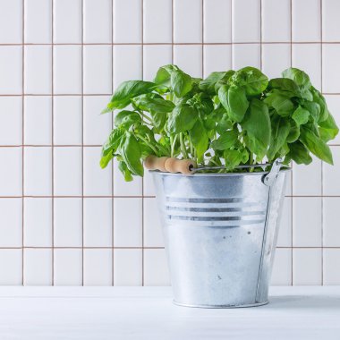 Çömlekte fesleğen