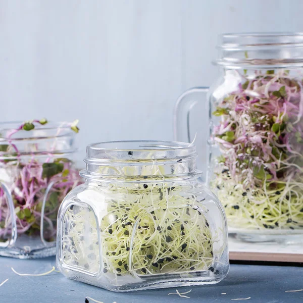 Fresh  Sprouts in mason jar — Stock Photo, Image