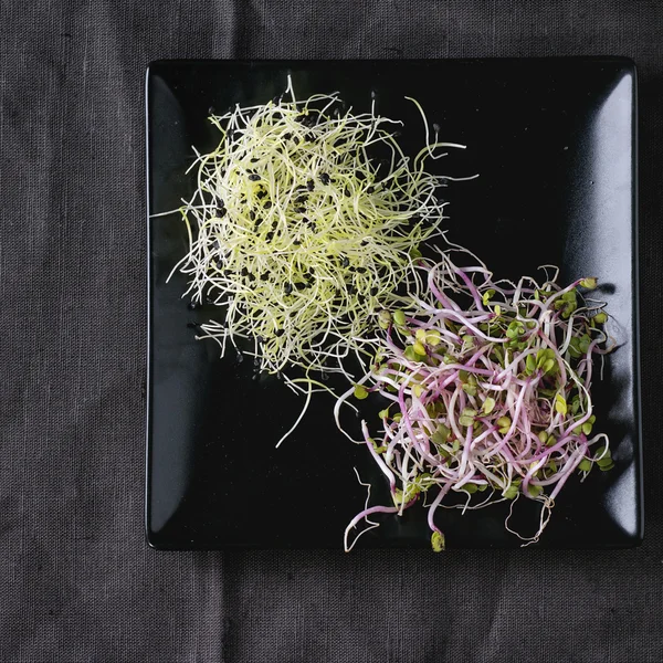 Plate of Fresh  Sprouts — Stock Photo, Image