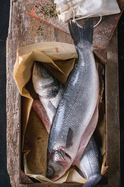 生 seebass 魚 — ストック写真