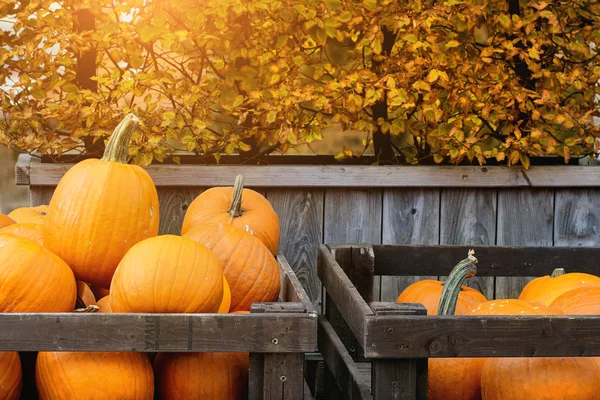 Pumpkin's harvest on market — Stock Photo, Image