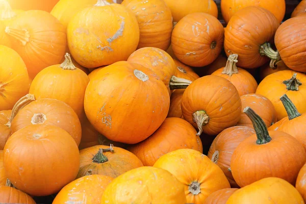 Kürbisernte auf dem Markt — Stockfoto