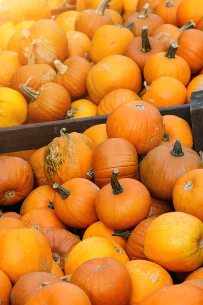 Pumpa är skörden på marknaden — Stockfoto