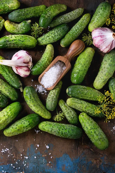 Cucumbers for pickling — Stock Photo, Image