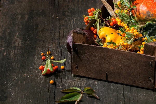 Assortiment van verschillende pompoenen en bessen — Stockfoto