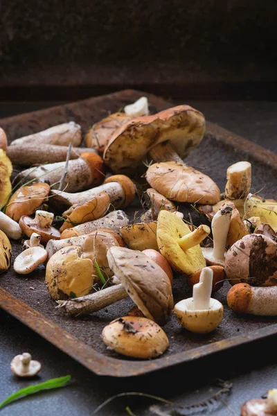 Variety of forest mushrooms — Stock Photo, Image