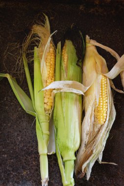 Yaprakları ile mısır koçanları