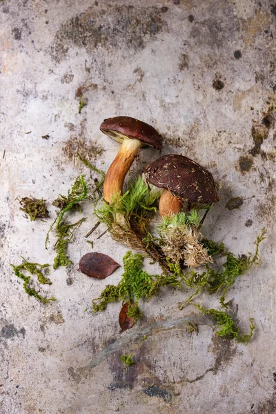 Polish mushroom boletus — Stock Photo, Image