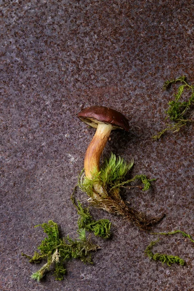 Steinpilze — Stockfoto