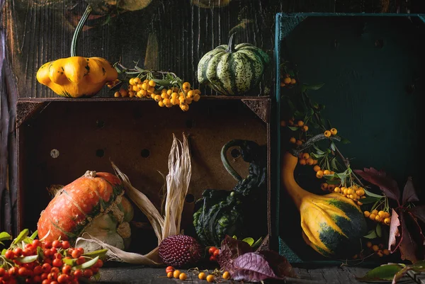 Assortment of different pumpkins and berries — Stock Photo, Image