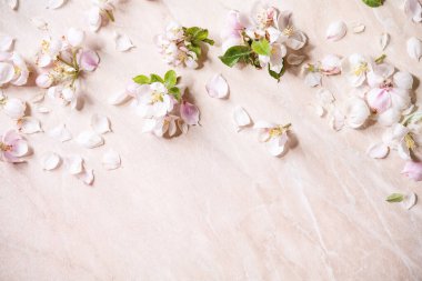 Pembe mermer arka planda çiçek ve taç yaprakları açan bahar elmasının düzlüğü. Boşluğu kopyala