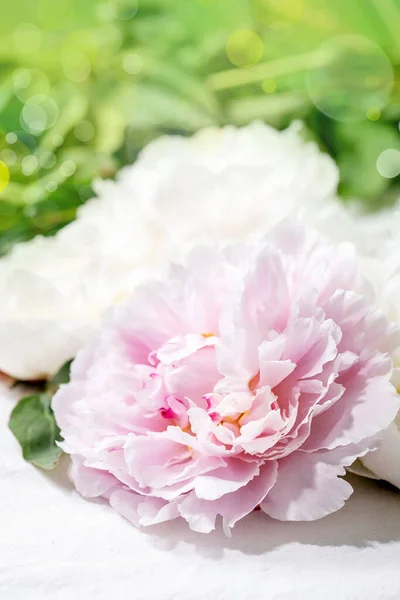 粉色和白色的牡丹花 叶子覆盖在白色的棉纺织品背景上 靠近点 — 图库照片