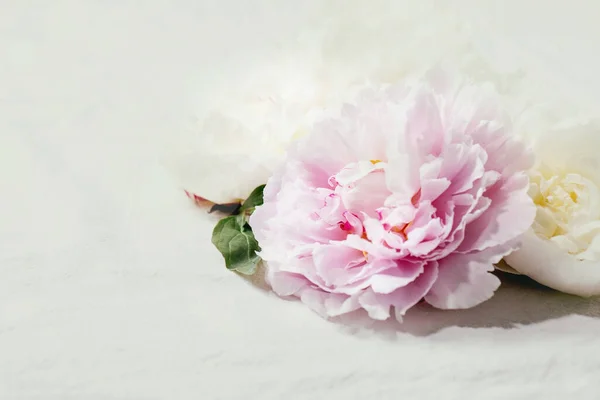 Розовые Белые Пионы Цветы Листьями Белом Текстильном Фоне Хлопка Закрыть — стоковое фото