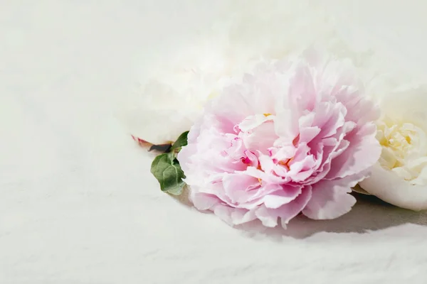 Pink White Peonies Flowers Leaves White Cotton Textile Background Close — Stock Photo, Image