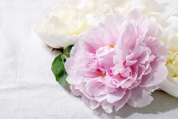 Peonie Rosa Bianche Fiori Con Foglie Sfondo Tessile Cotone Bianco — Foto Stock