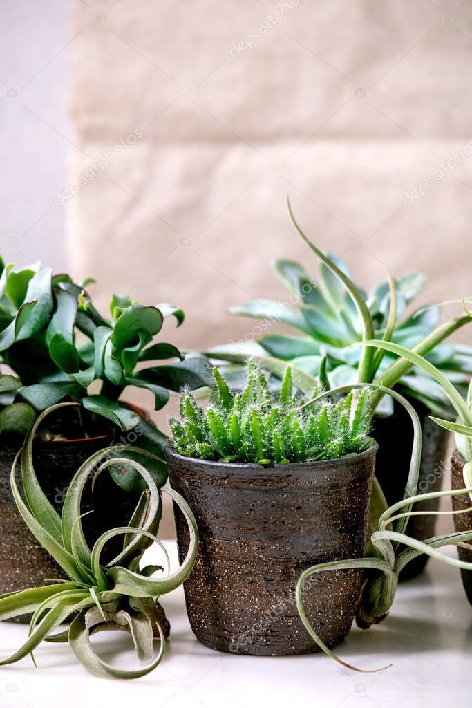 Tillandsia air and different succulent plants eonium, cactus in ceramic pots standing on white marble table. Pandemic hobbies, green houseplants, urban plants