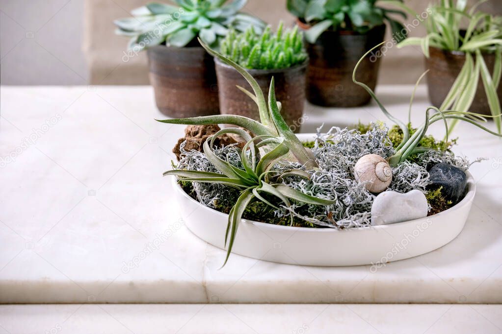Plant composition with tillandsia air, moss and different succulent plants eonium, cactus in ceramic pots standing on white marble table. Pandemic hobbies, green houseplants, urban plants