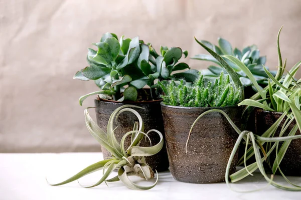 Tillandsia Diferentes Plantas Suculentas Eônio Cacto Vasos Cerâmica Sobre Mesa — Fotografia de Stock