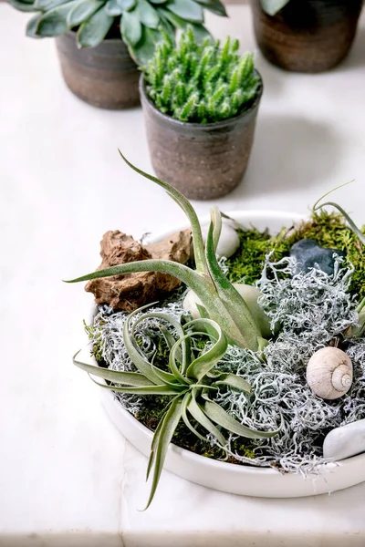植物成分 由罗地西亚空气 苔藓和不同的肉质植物离子 仙人掌在陶瓷壶站在白色大理石桌上 流行病嗜好 绿色家居植物 城市植物 — 图库照片