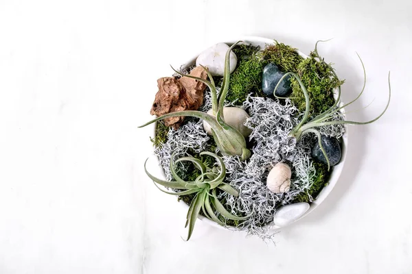 Composición Planta Con Aire Tillandsia Musgo Piedras Mesa Mármol Blanco — Foto de Stock