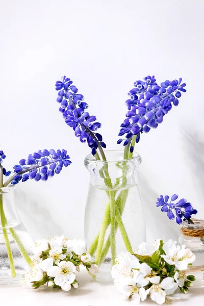 行の水と白い大理石のテーブルの上に桜の花を咲かせるガラスのジャグジーで柔らかい青のムスカリの花 コピースペース 静物画 — ストック写真