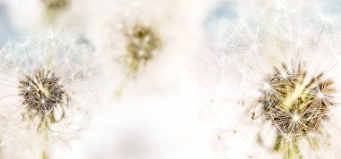 Close up on blooming fluffy dandelions flowers with sunlight. Lightness purity concept. Banner size