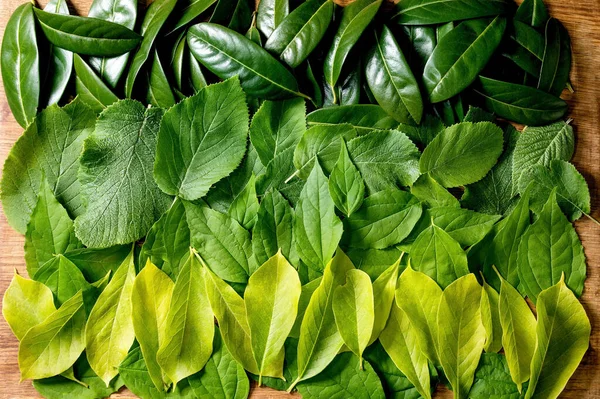 Background Made Different Green Leaves Row Green Yellow Gradient Copy — Stock Photo, Image